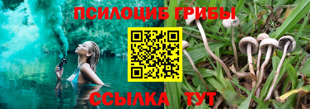 Псилоцибиновые грибы мицелий Кимовск